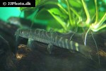 schistura vinciguerrae schistura vinciguerrae