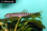 schistura vinciguerrae schistura vinciguerrae
