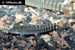 schistura vinciguerrae schistura vinciguerrae