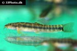 schistura waltoni schistura waltoni