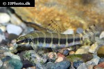 serpenticobitis octozona serpenticobitis octozona