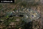 sewellia cf elongata sewellia cf elongata