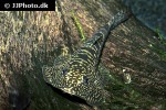 sewellia cf elongata sewellia cf elongata
