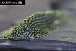 sewellia lineolata sewellia lineolata