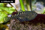 sewellia lineolata sewellia lineolata