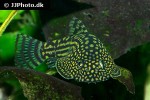sewellia lineolata sewellia lineolata