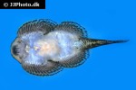 sewellia lineolata sewellia lineolata