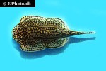sewellia lineolata sewellia lineolata