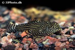 sewellia lineolata sewellia lineolata