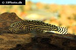 sewellia lineolata sewellia lineolata