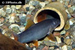 yasuhikotakia modesta yasuhikotakia modesta