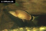 yasuhikotakia morleti yasuhikotakia morleti