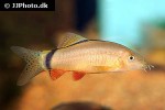 yasuhikotakia morleti yasuhikotakia morleti