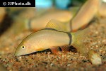yasuhikotakia morleti yasuhikotakia morleti