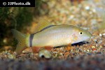 yasuhikotakia morleti yasuhikotakia morleti