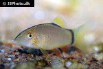 yasuhikotakia morleti yasuhikotakia morleti