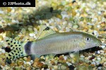 yasuhikotakia splendida yasuhikotakia splendida