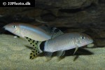 yasuhikotakia splendida yasuhikotakia splendida