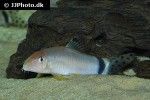 yasuhikotakia splendida yasuhikotakia splendida