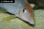 yasuhikotakia splendida yasuhikotakia splendida