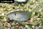 yasuhikotakia splendida yasuhikotakia splendida