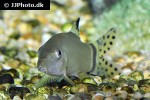 yasuhikotakia splendida yasuhikotakia splendida