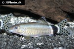 yasuhikotakia splendida yasuhikotakia splendida