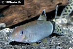 yasuhikotakia splendida yasuhikotakia splendida