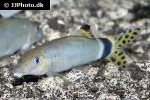 yasuhikotakia splendida yasuhikotakia splendida