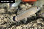 yasuhikotakia splendida yasuhikotakia splendida