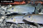 yasuhikotakia splendida yasuhikotakia splendida