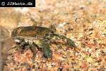 aegla uruguayana freshwater squat lobster aegla uruguayana freshwater squat lobster