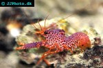 enoplometopus debelius reef lobster enoplometopus debelius reef lobster