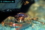 galathea strigosa spiny squat lobster galathea strigosa spiny squat lobster
