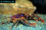 galathea strigosa spiny squat lobster galathea strigosa spiny squat lobster