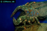 galathea strigosa spiny squat lobster galathea strigosa spiny squat lobster