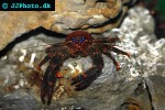 galathea strigosa spiny squat lobster galathea strigosa spiny squat lobster