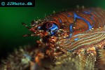 galathea strigosa spiny squat lobster galathea strigosa spiny squat lobster