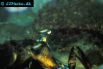 homarus americanus american lobster homarus americanus american lobster