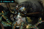 homarus americanus american lobster homarus americanus american lobster