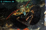 homarus americanus american lobster homarus americanus american lobster