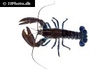 homarus americanus american lobster homarus americanus american lobster