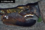 homarus americanus american lobster homarus americanus american lobster