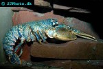homarus gammarus blue lobster homarus gammarus blue lobster
