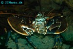 homarus gammarus blue lobster homarus gammarus blue lobster