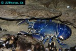 homarus gammarus blue lobster homarus gammarus blue lobster