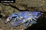 homarus gammarus blue lobster homarus gammarus blue lobster
