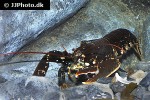 homarus gammarus blue lobster homarus gammarus blue lobster