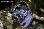 homarus gammarus blue lobster homarus gammarus blue lobster