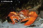 homarus gammarus blue lobster homarus gammarus blue lobster